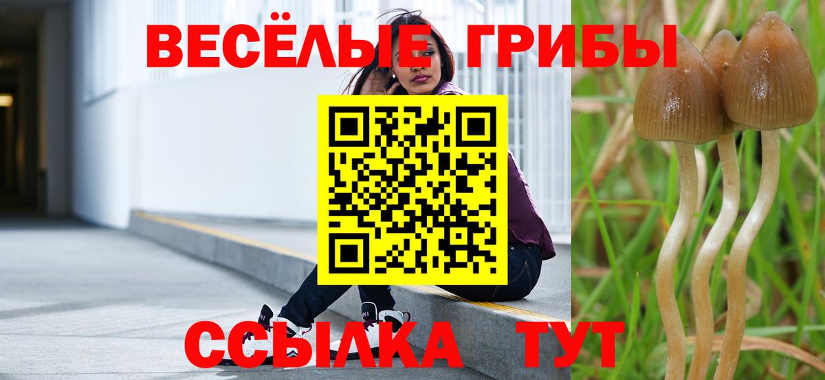 Псилоцибиновые грибы Psilocybe Тайшет